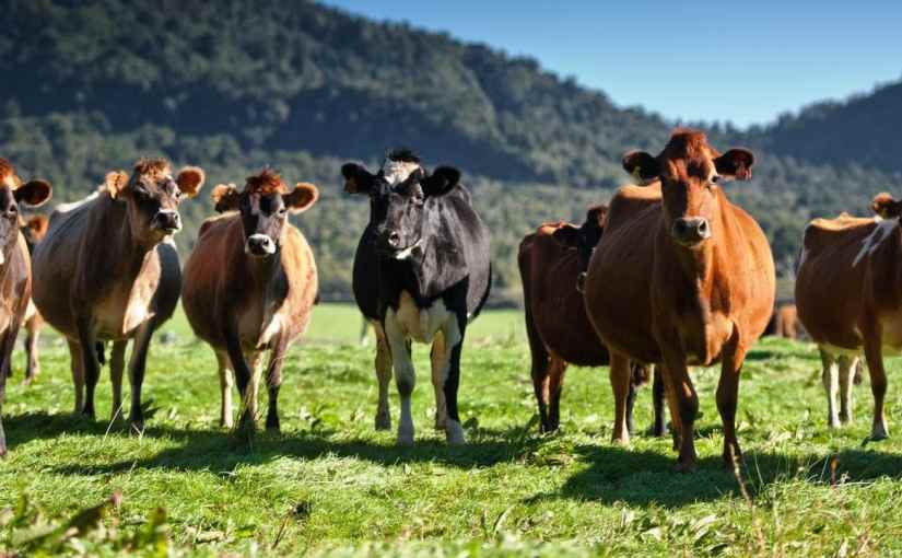 Know your cow and never lose&nbsp;it.