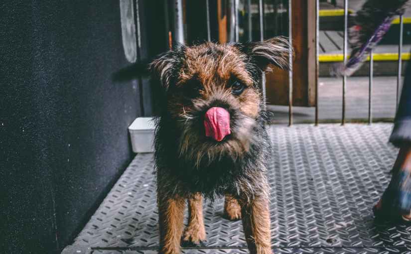 Why you should lick and groom other&nbsp;people.