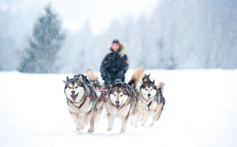 I know the economy is going to be fine. Because of dog&nbsp;sledding.