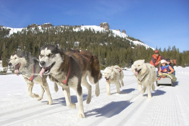 Heavenly-Mountain-Dog-Sledding