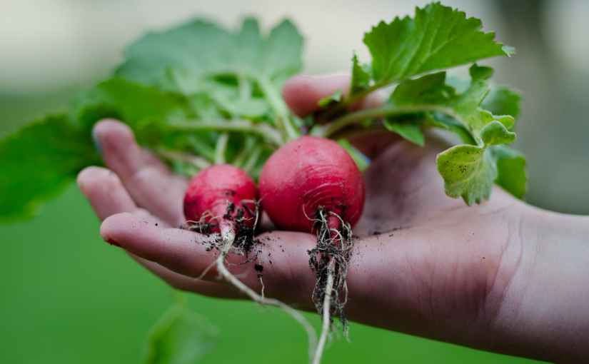One of the best things you can do right now is plant&nbsp;radishes.