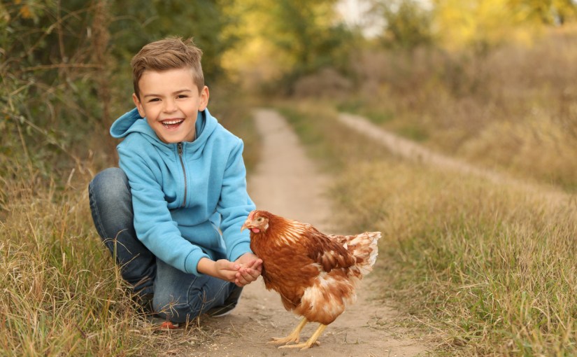 The Value Of Constraints. My Lesson From A Rodeo&nbsp;Chicken.